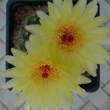 Foto de un cactus que se está identificando actualmente Foto de un cactus que se está identificando actualmente