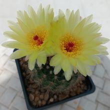 Foto de un cactus que se está identificando actualmente Foto de un cactus que se está identificando actualmente