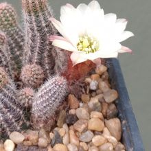Foto de un cactus que se está identificando actualmente