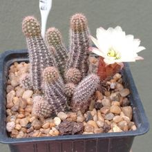 Foto de un cactus que se está identificando actualmente