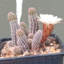 Foto de un cactus que se está identificando actualmente