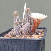 Foto de un cactus que se está identificando actualmente