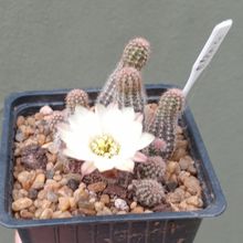 Foto de un cactus que se está identificando actualmente