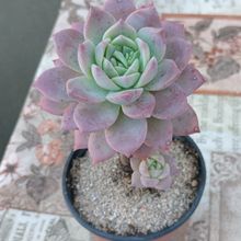 Foto de un cactus que se está identificando actualmente