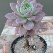 Foto de un cactus que se está identificando actualmente