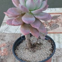 Foto de un cactus que se está identificando actualmente