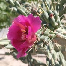 Foto de un cactus que se está identificando actualmente