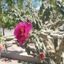 Foto de un cactus que se está identificando actualmente