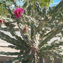 Foto de un cactus que se está identificando actualmente