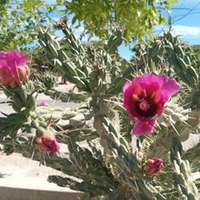 Foto de un cactus que se está identificando actualmente