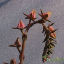 A photo of Echeveria cv. Gran Daniel