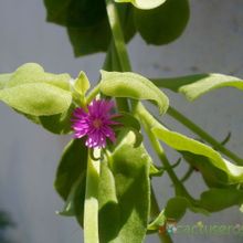 Una foto de Mesembryanthemum cordifolium