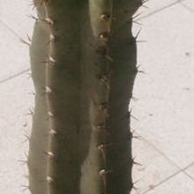 A photo of Cereus argentinensis