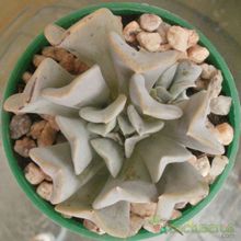 A photo of Echeveria runyonii cv. Topsy turvy 