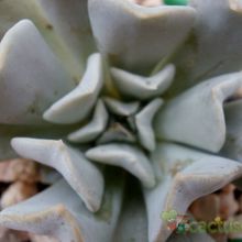A photo of Echeveria runyonii cv. Topsy turvy 