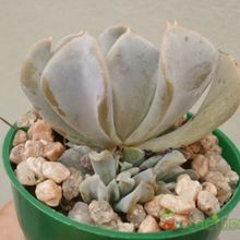 A photo of Echeveria runyonii cv. Topsy turvy 
