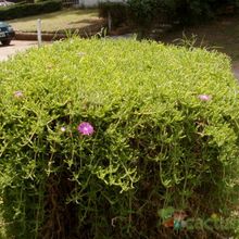Una foto de Drosanthemum floribundum