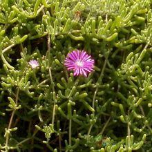 Una foto de Drosanthemum floribundum