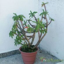 A photo of Euphorbia milii var. milii