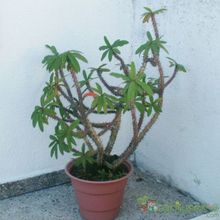 Una foto de Euphorbia milii var. milii