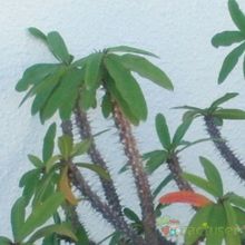 A photo of Euphorbia milii var. milii