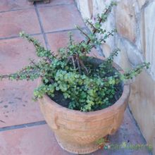 A photo of Portulacaria afra