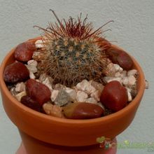 Una foto de Mammillaria nunezii
