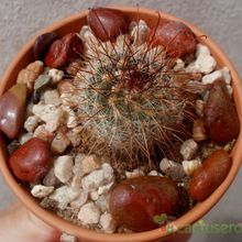 Una foto de Mammillaria nunezii