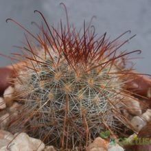 Una foto de Mammillaria nunezii