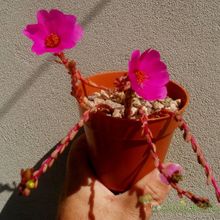 A photo of Portulaca pilosa
