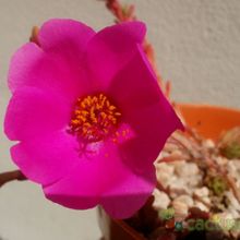 A photo of Portulaca pilosa