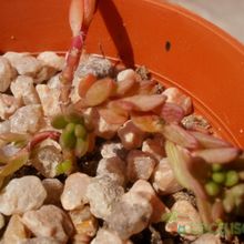 A photo of Portulaca pilosa