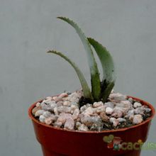 Una foto de Aloe krapohliana