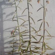 A photo of Bryophyllum x houghtonii