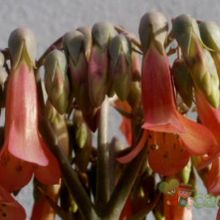 A photo of Bryophyllum x houghtonii