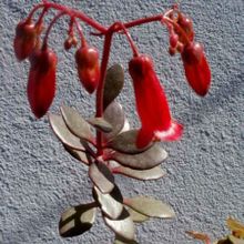 A photo of Bryophyllum manginii