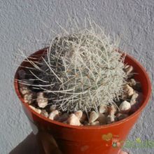 A photo of Mammillaria geminispina