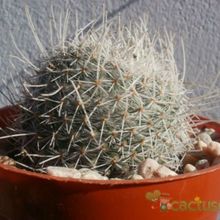 A photo of Mammillaria geminispina