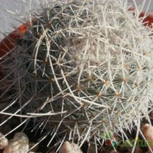 A photo of Mammillaria geminispina