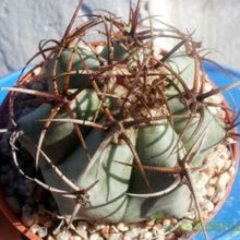 A photo of Echinocactus platyacanthus