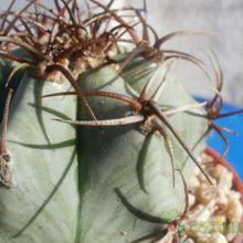A photo of Echinocactus platyacanthus