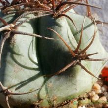 A photo of Echinocactus platyacanthus