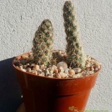 Una foto de Opuntia pycnantha