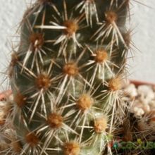 Una foto de Opuntia pycnantha