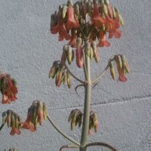 A photo of Bryophyllum x houghtonii