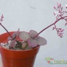 Una foto de Crassula multicava