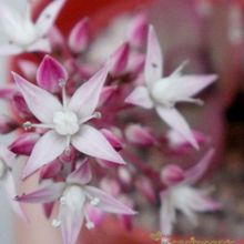 Una foto de Crassula multicava