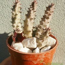 Una foto de Huernia aspera