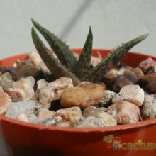 A photo of Aloe jucunda