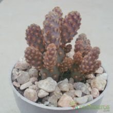 Una foto de Opuntia microdasys ssp. rufida fma. monstruosa